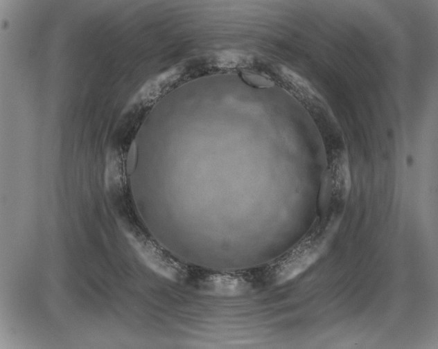 X0000086230272200703291337