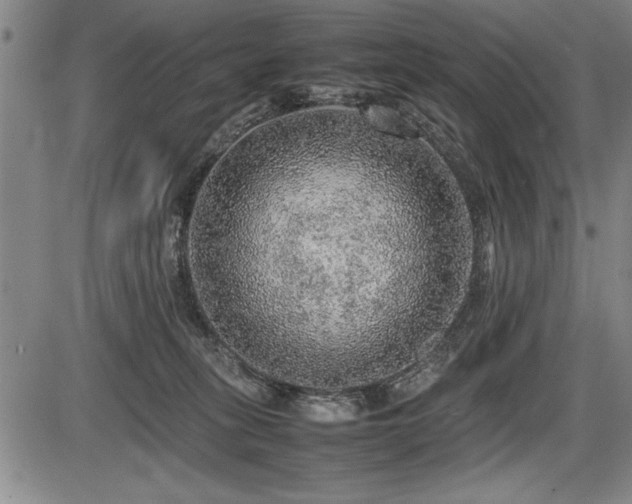 X0000086230275200703291337