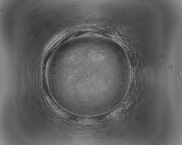 X0000086230293200703291336