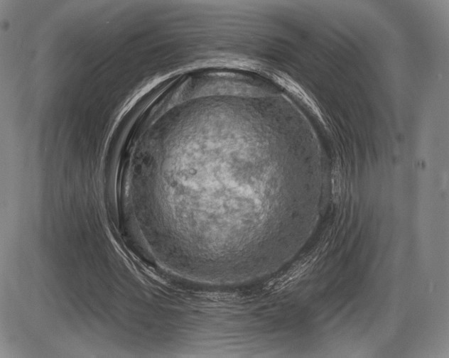 X0000086230436200703291333