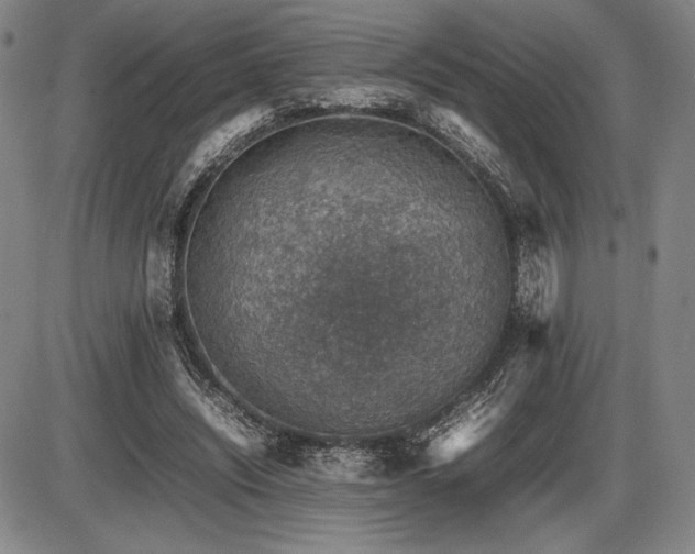 X0000086230444200703291334