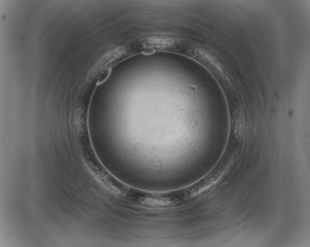 X0000086230455200703291334