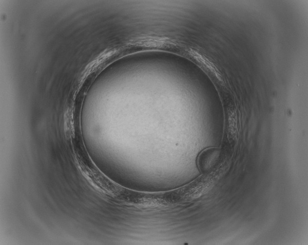 X0000086230682200703291330