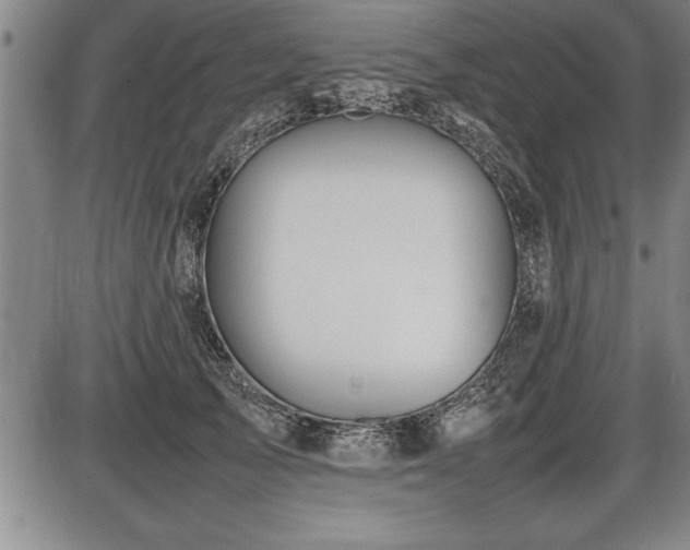 X0000086230705200703291330