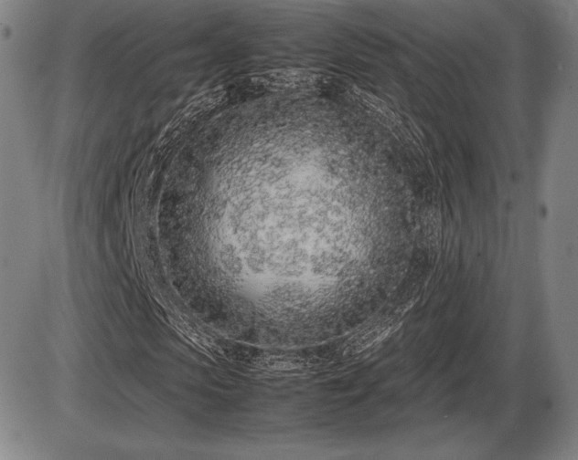 X0000086230913200703291325