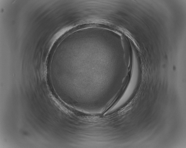 X0000086231024200703291324