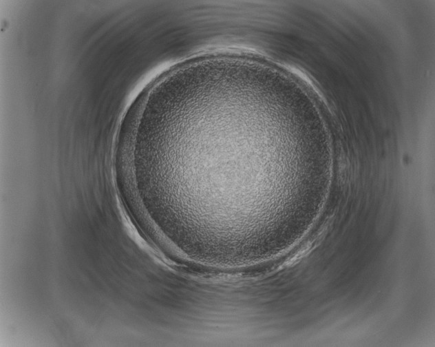 X0000086231038200703291324