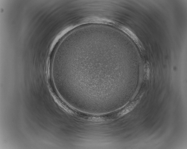 X0000086231128200703291322