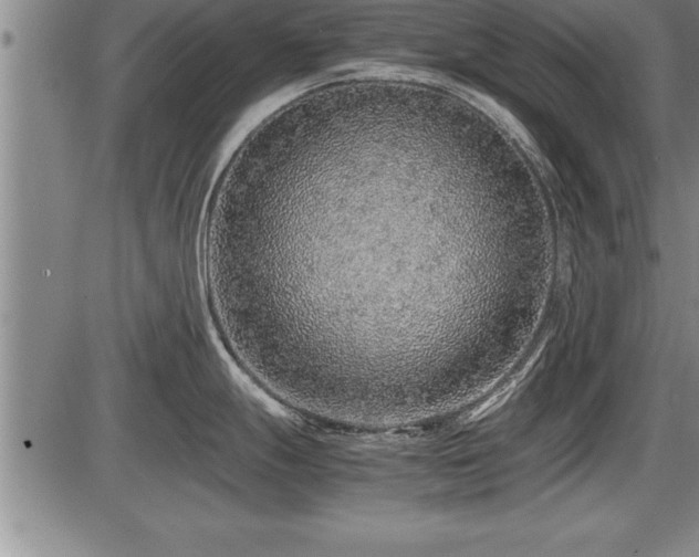 X0000086231247200703291321