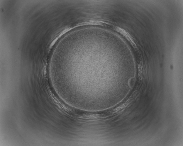 X0000086231260200703291320
