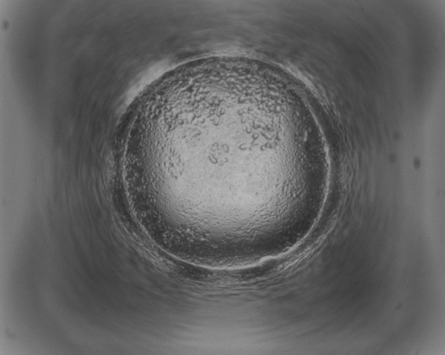 X0000086231263200703291320