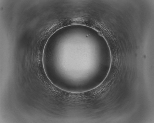 X0000086231301200703291319