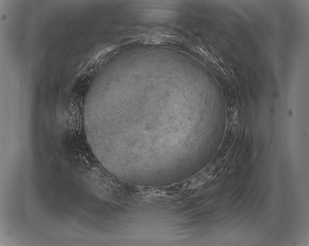 X0000086231446200703291317