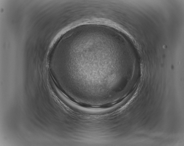 X0000086231506200703291316