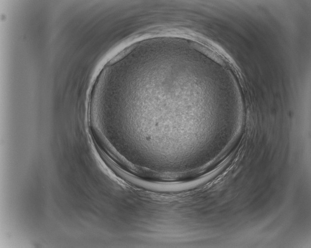 X0000086231528200703291316