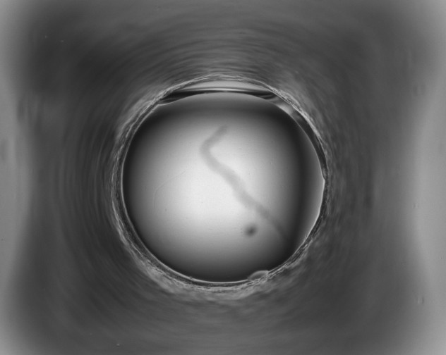 X0000086230001200704051207