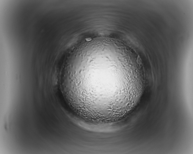 X0000086230032200704051207