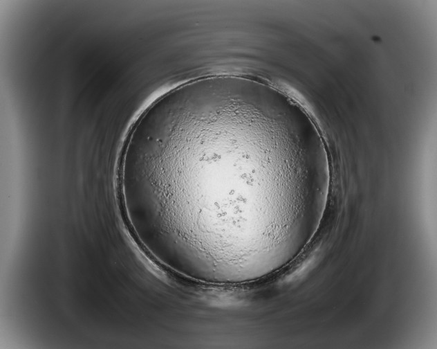 X0000086230803200704051155