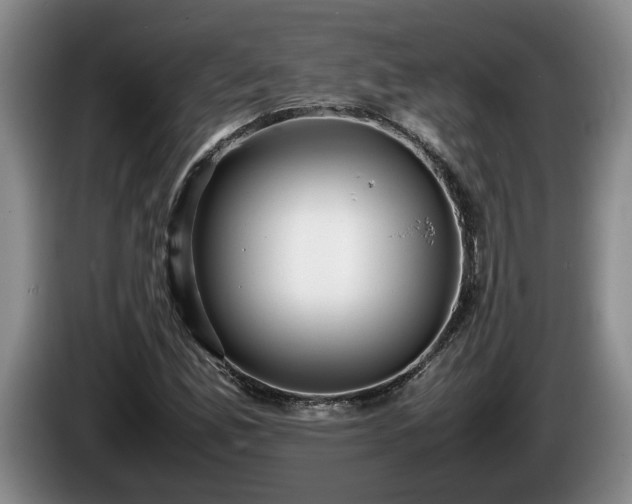X0000086231165200704051150
