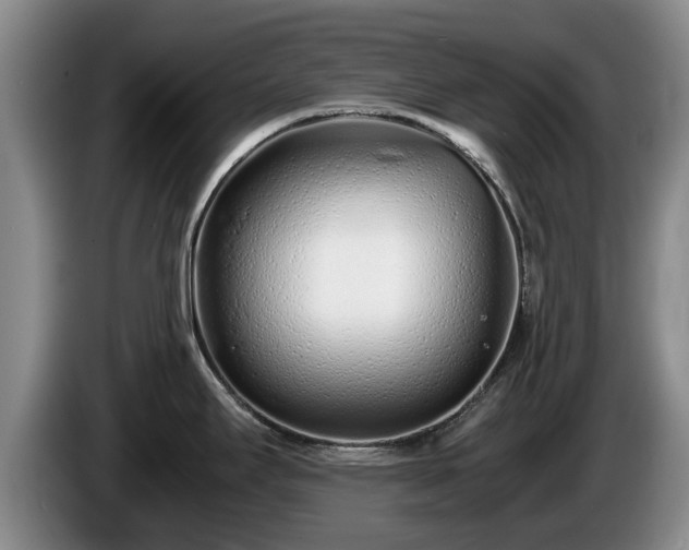 X0000086231295200704051148