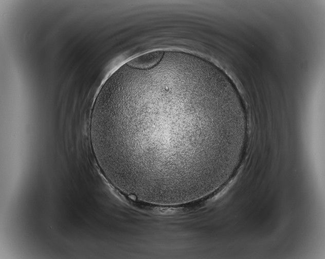 X0000086231529200704051145
