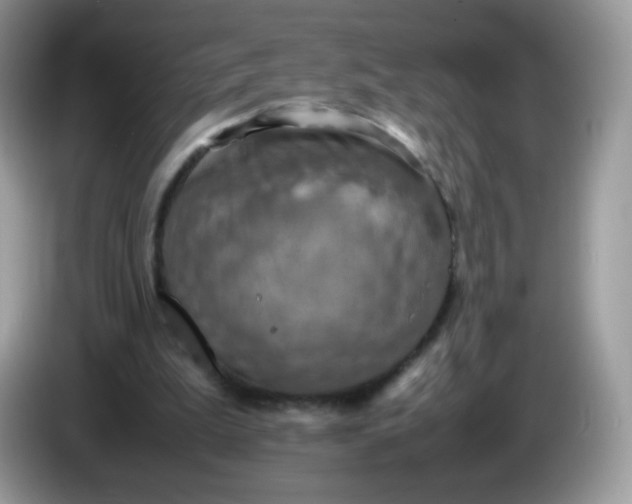 X0000086230199200704121921