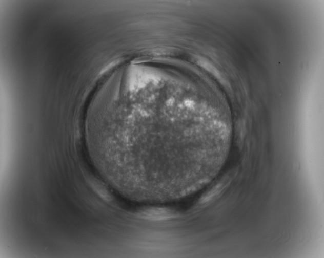 X0000086230203200704121921