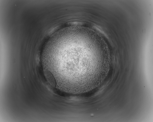 X0000086230259200704121921