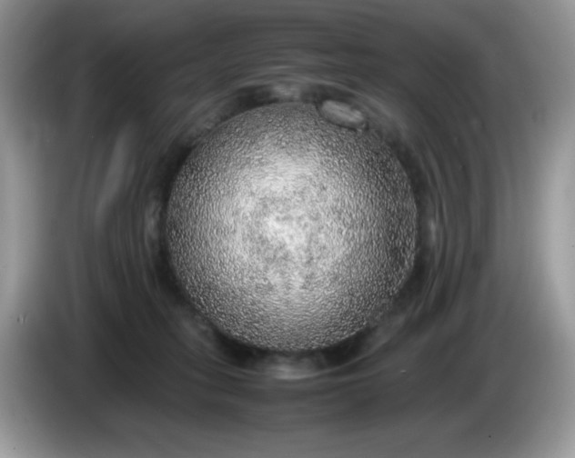 X0000086230275200704121921