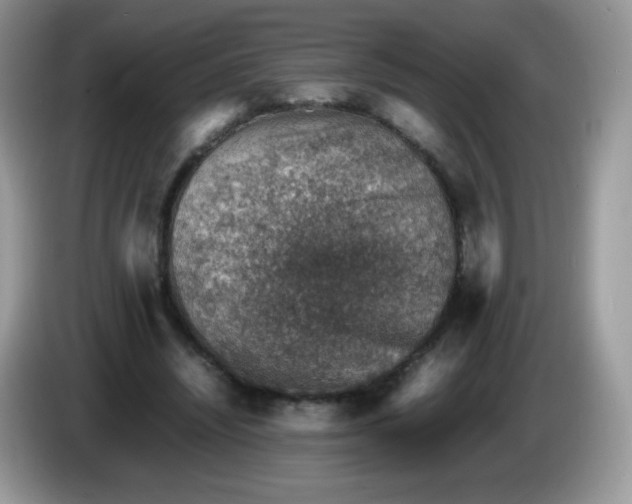 X0000086230444200704121918