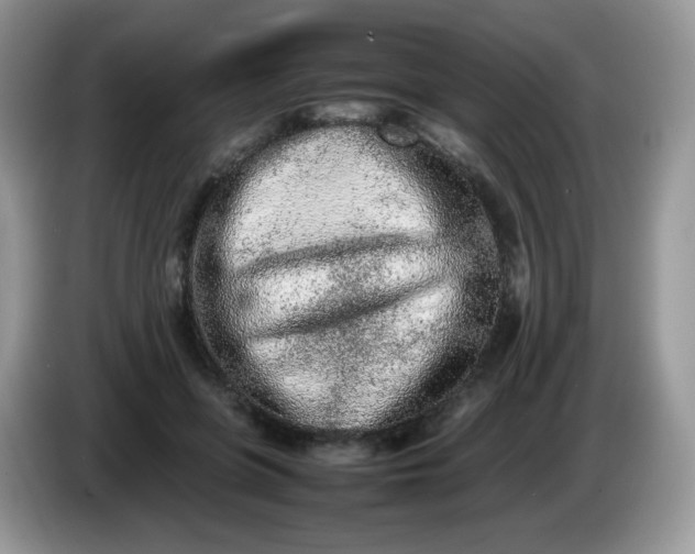 X0000086230551200704121917