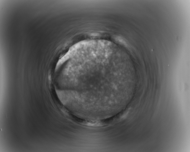 X0000086230720200704121915