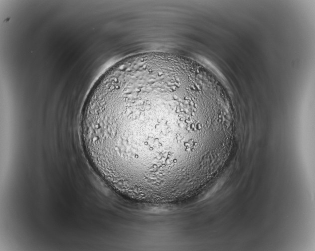 X0000086230899200704121913