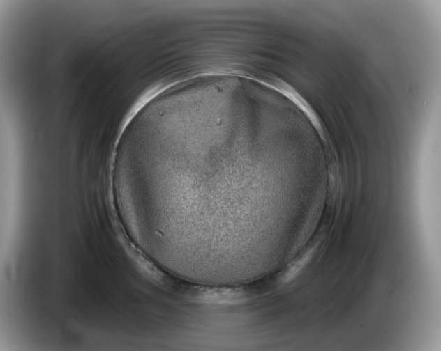 X0000086231002200704121912