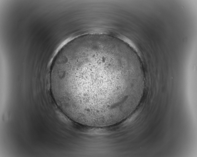 X0000086231075200704121911