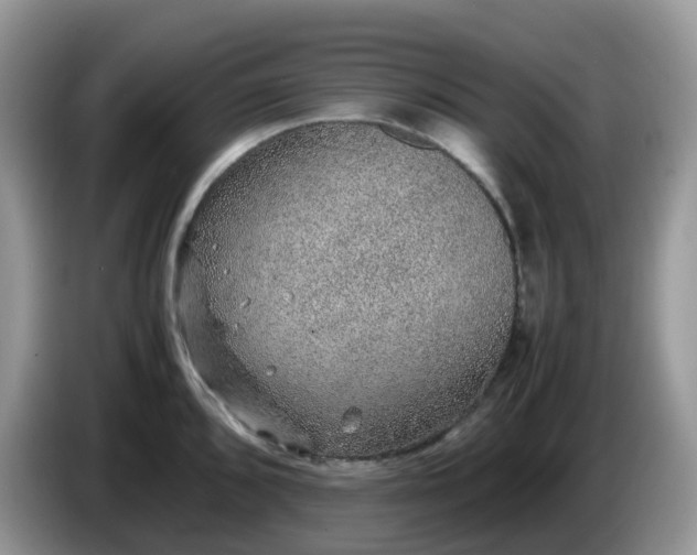 X0000086231096200704121910