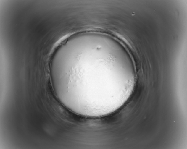 X0000086231363200704121907