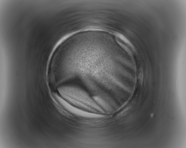 X0000086231372200704121907