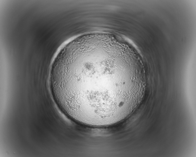 X0000086231379200704121907