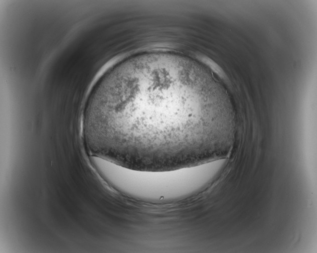 X0000086231420200704121907