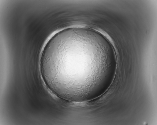 X0000086231488200704121906