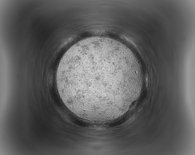 X0000086230495200704191803