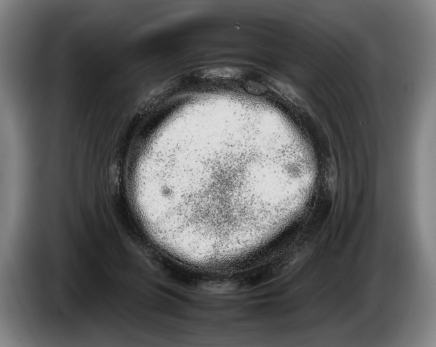 X0000086230551200704191802