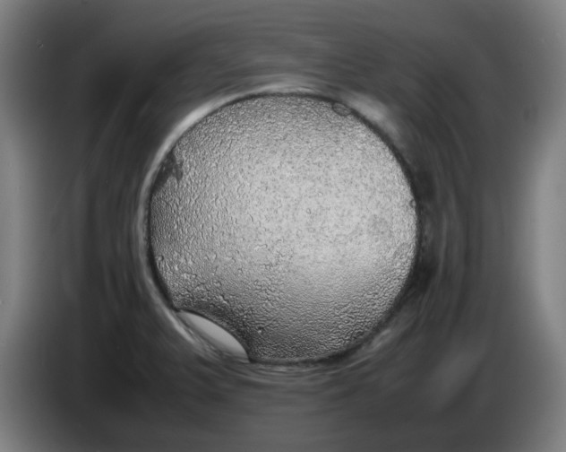 X0000086231375200704191750