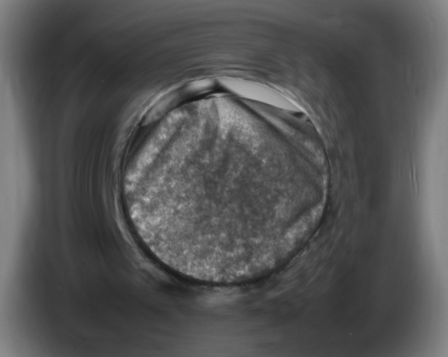 X0000086230097200704261904