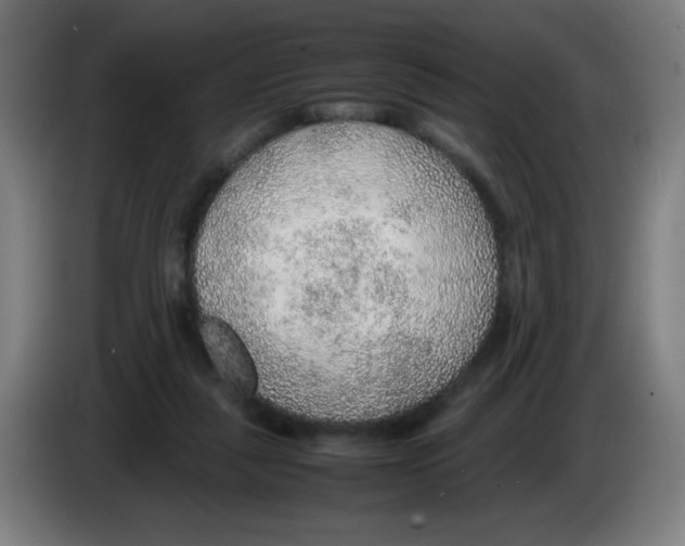 X0000086230259200704261902