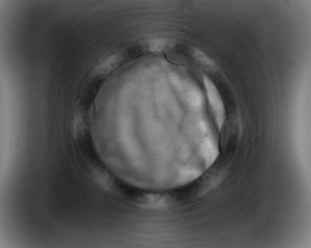 X0000086230272200704261902