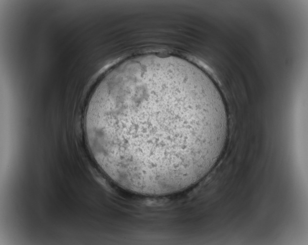 X0000086230345200704261900