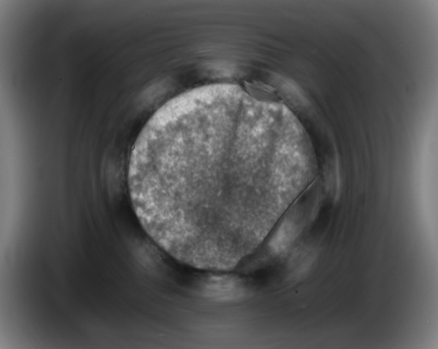 X0000086230376200704261901