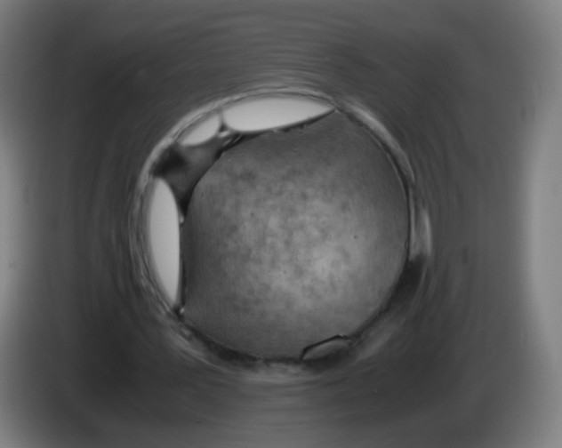 X0000086230387200704261900